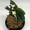 neofinetia falcata sengaku 尖岳 Япония